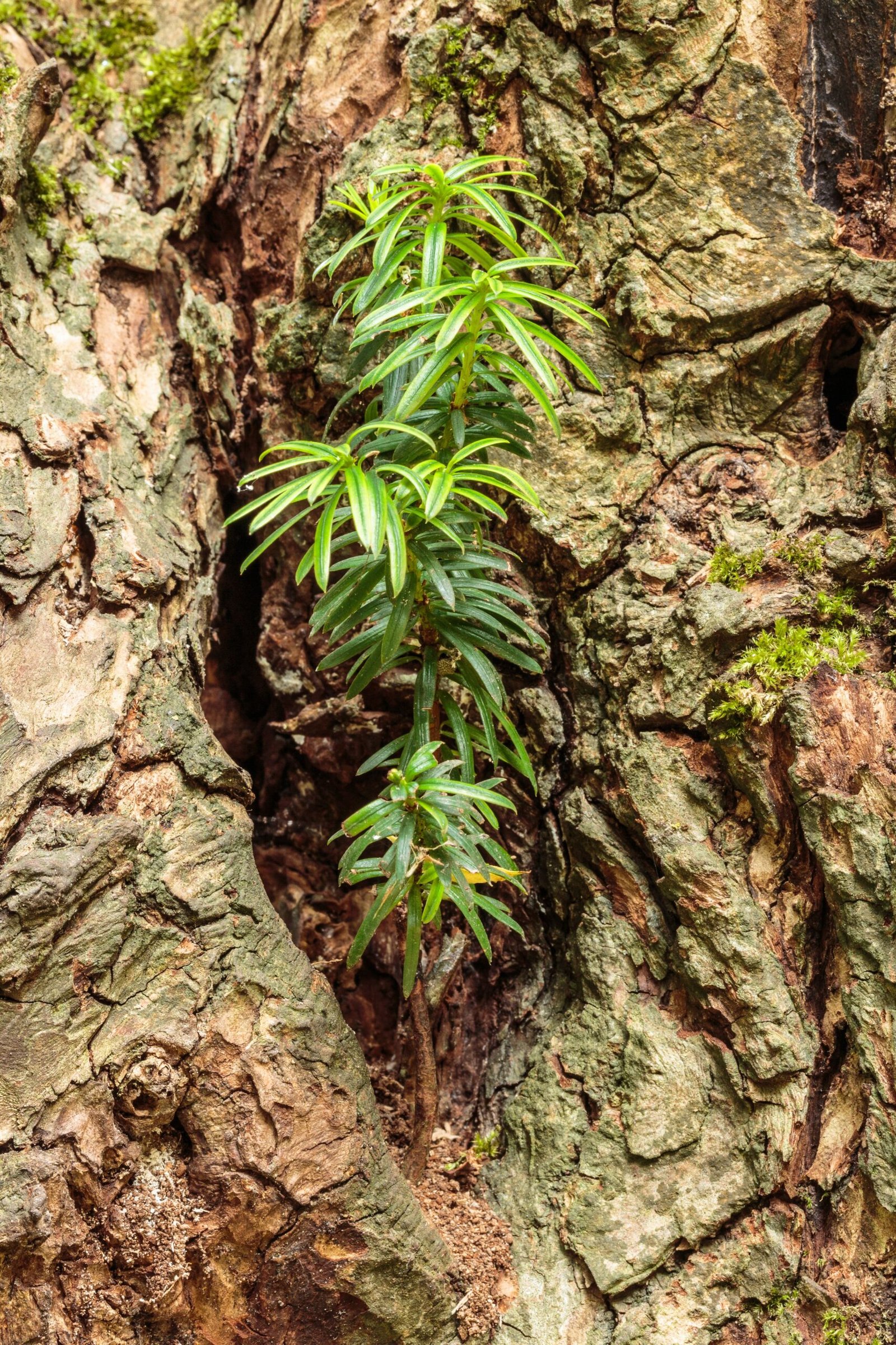 The Ancient Irish Yew (image credits: wikimedia)