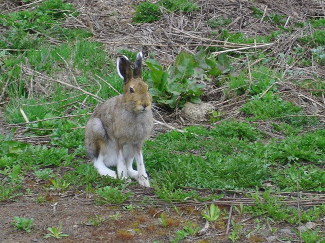 The Timeless Irish Hare (image credits: wikimedia)