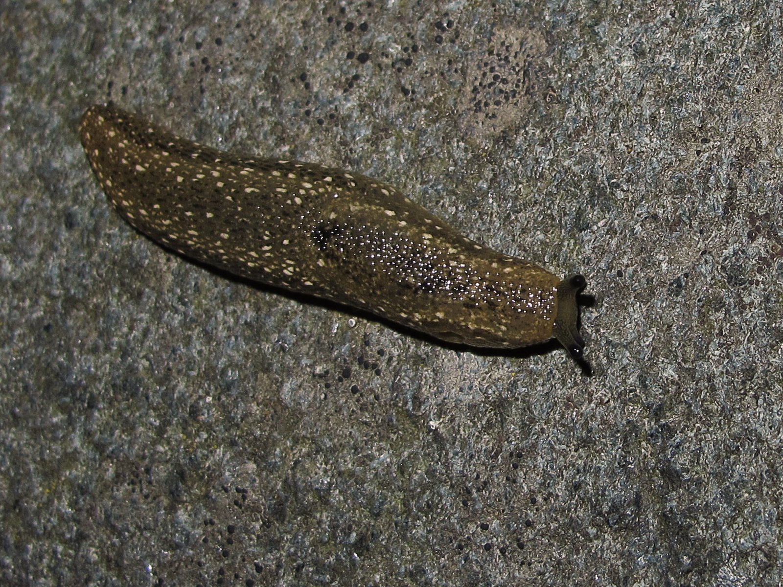 The Tenacious Kerry Slug (image credits: wikimedia)