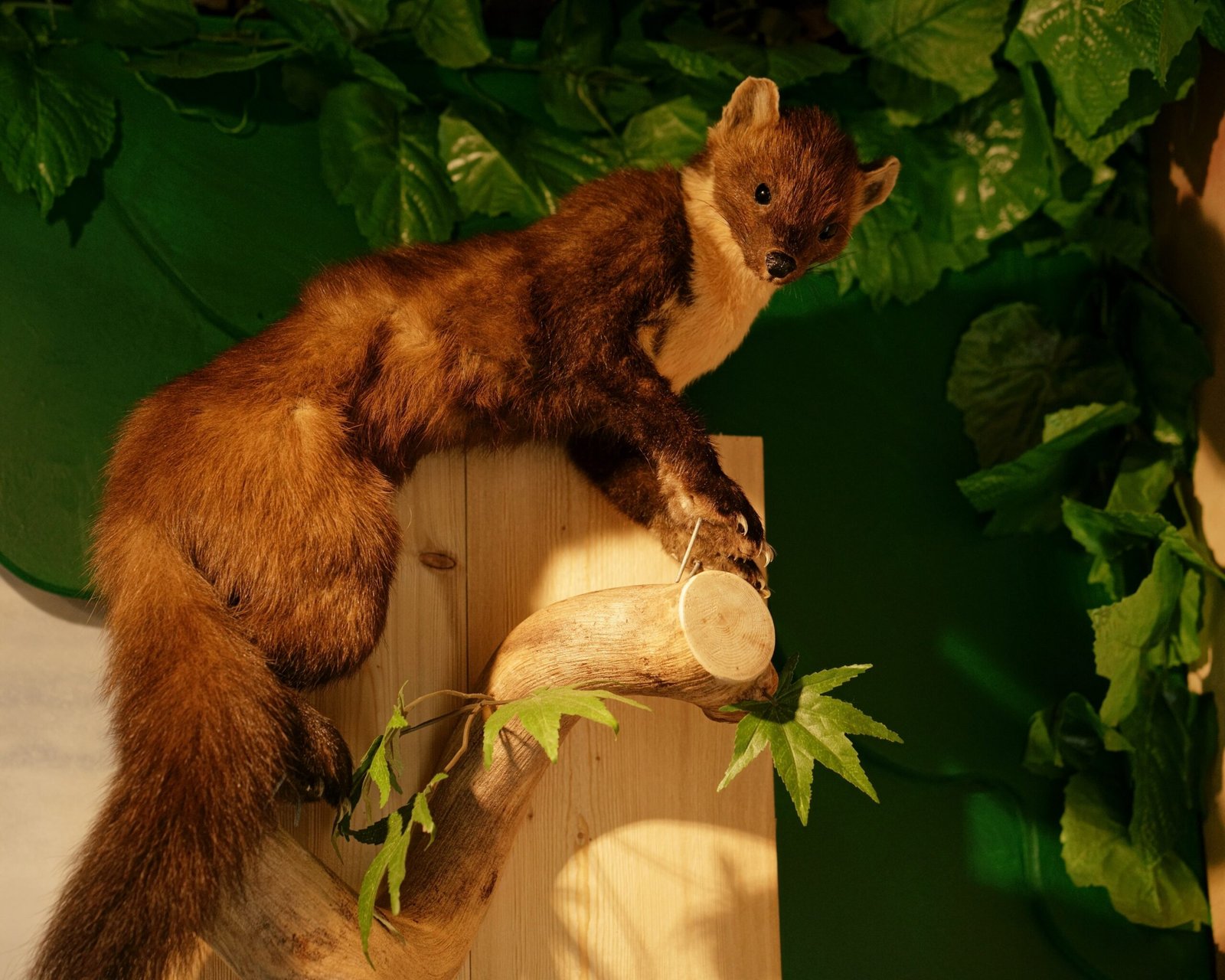 The Persistent Irish Pine Marten (image credits: wikimedia)