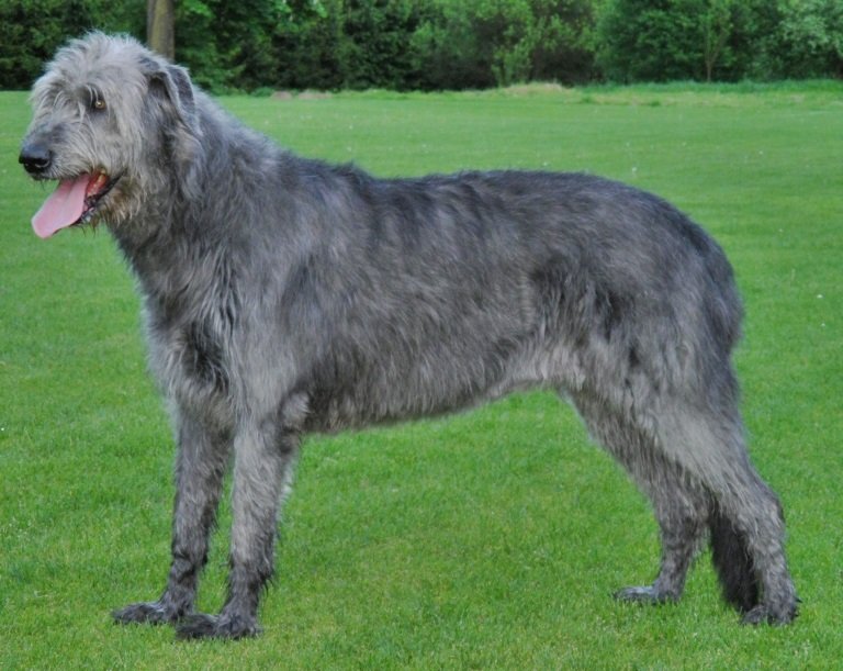 The Hardy Irish Wolfhound (image credits: wikimedia)
