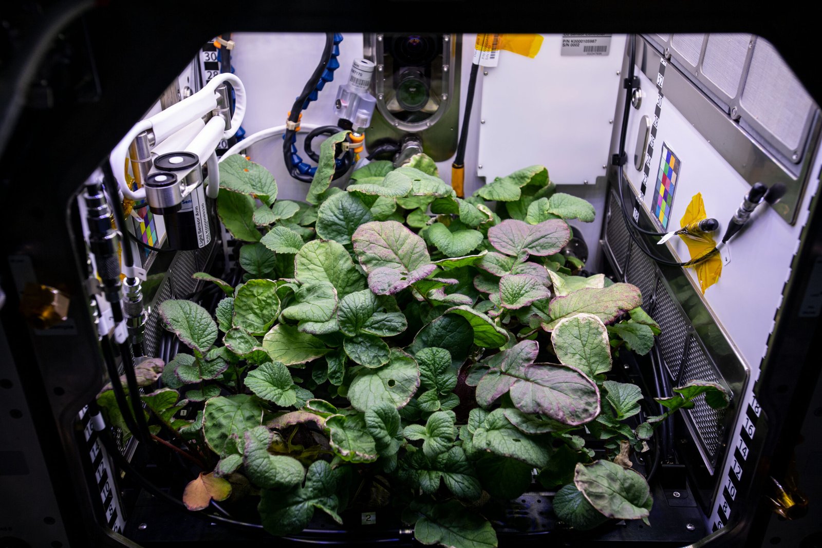 Environmental Benefits of Space Farming (image credits: wikimedia)