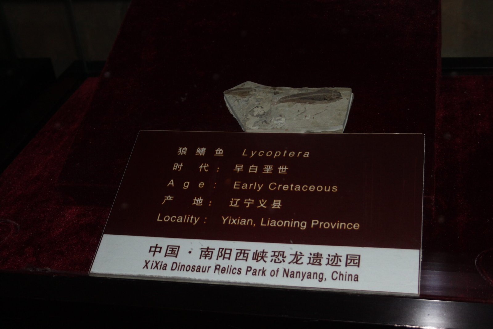 Scientific Evidence and Fossil Findings (image credits: wikimedia)