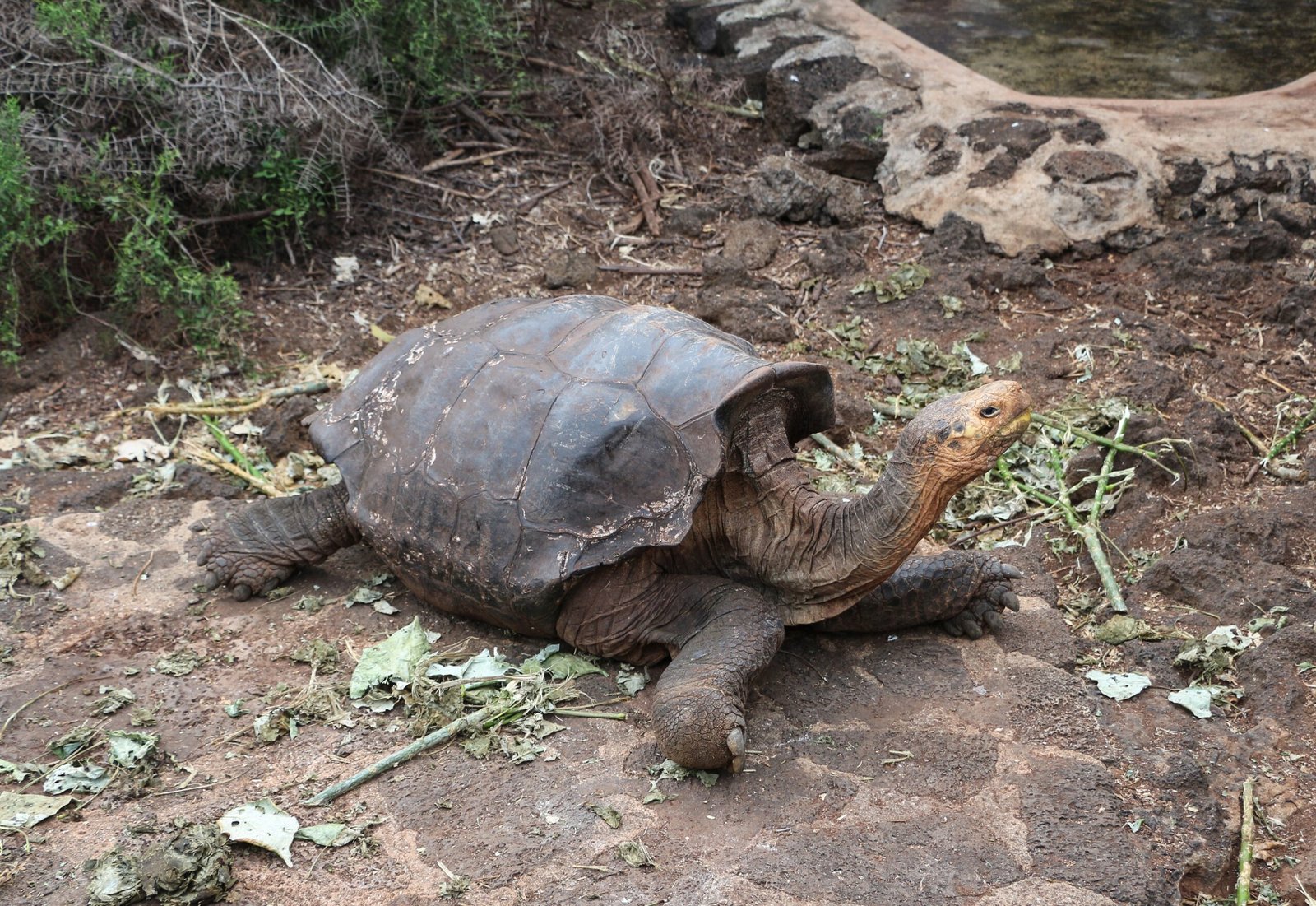 Creatures That Don’t Age: The Science Behind Biological Immortality