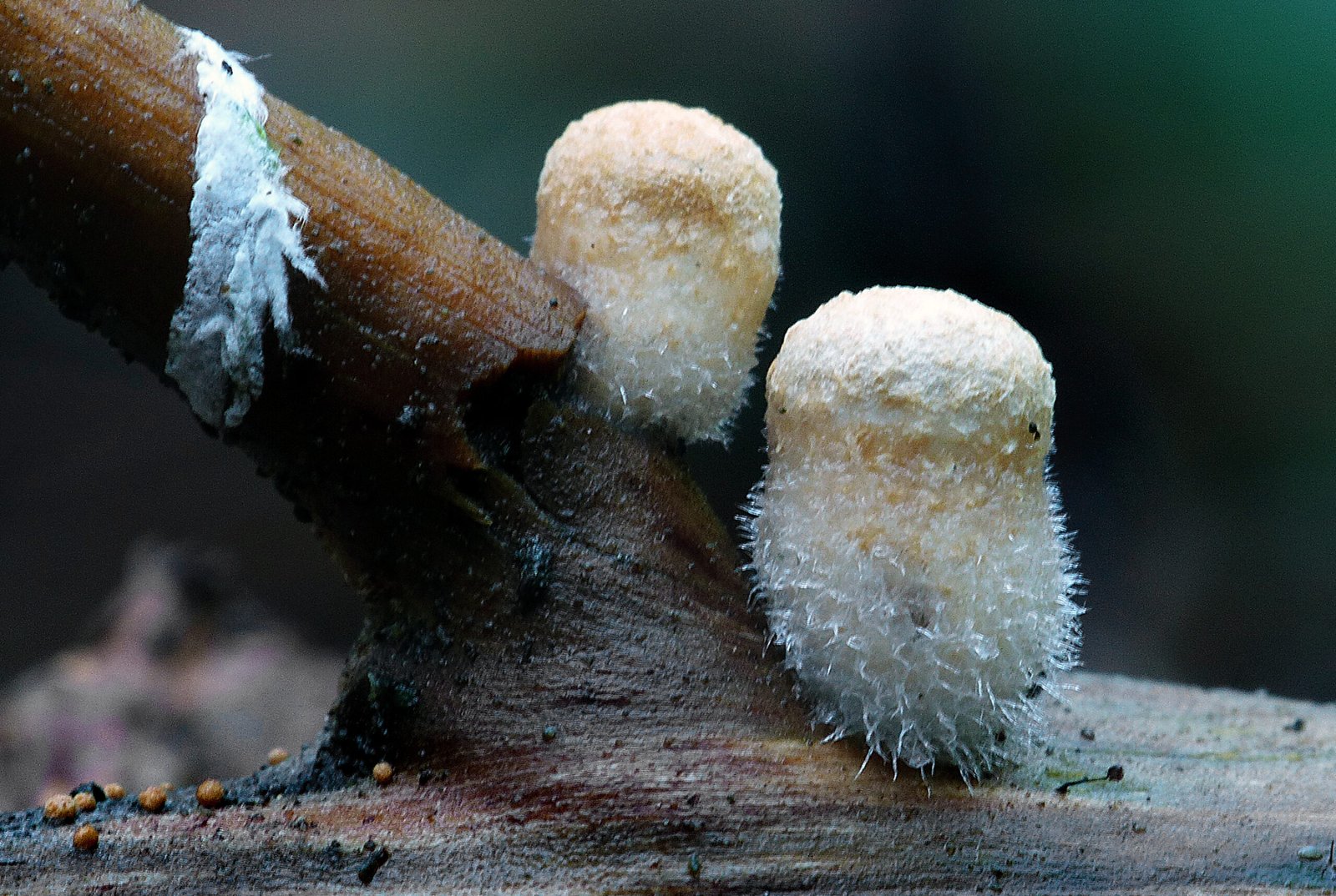 The Science Behind the Stickiness (image credits: wikimedia)