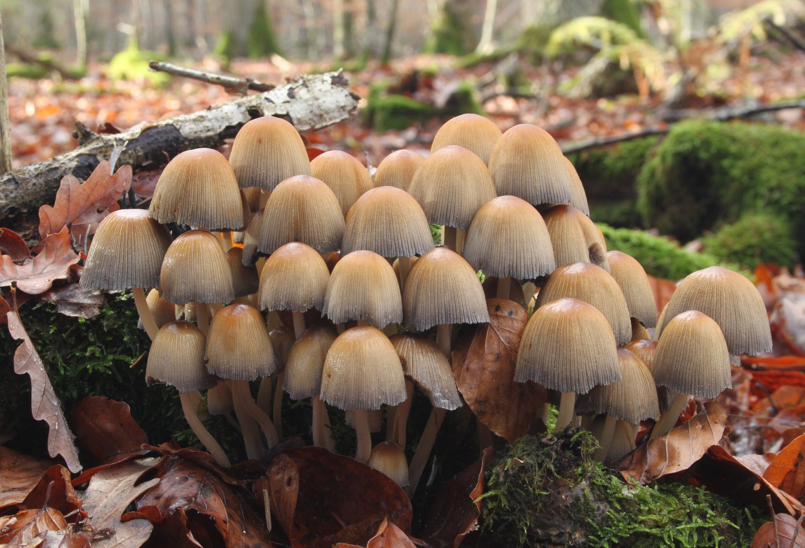 Implications for Agriculture (image credits: wikimedia)