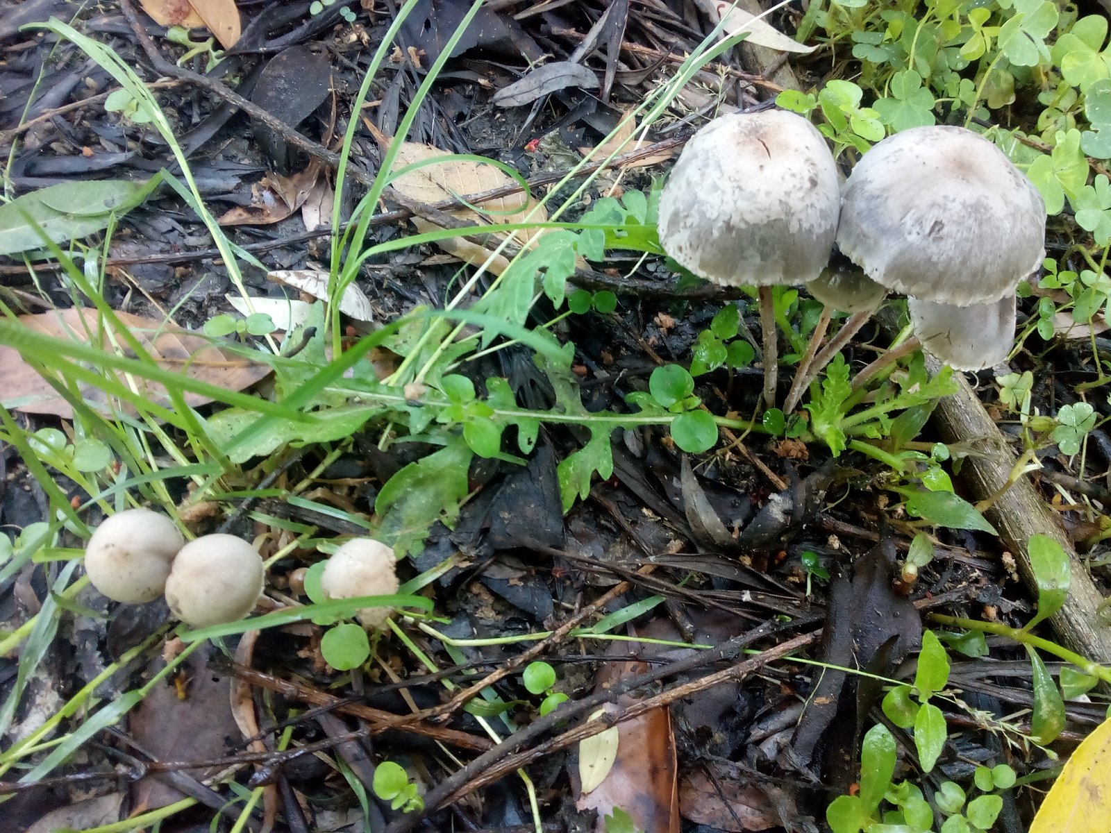 The Role of Fungi in Ecosystems (image credits: wikimedia)