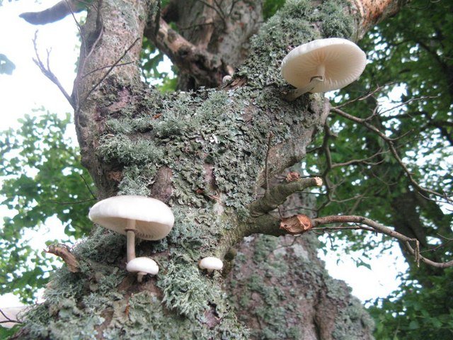 The Fungus That Traps Nematodes Using Sticky Death Traps