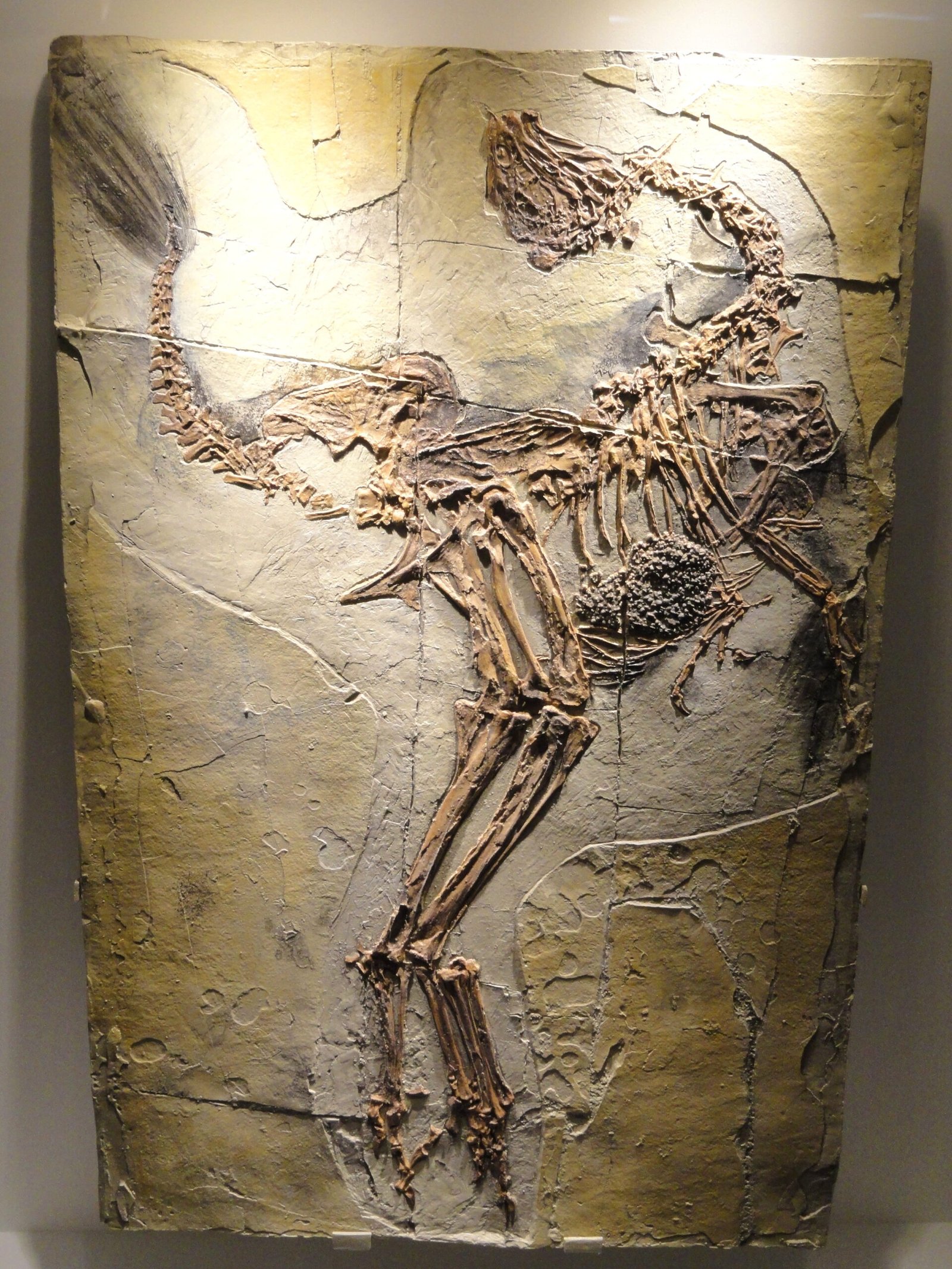 Feathered Fossils and What They Reveal (image credits: wikimedia)