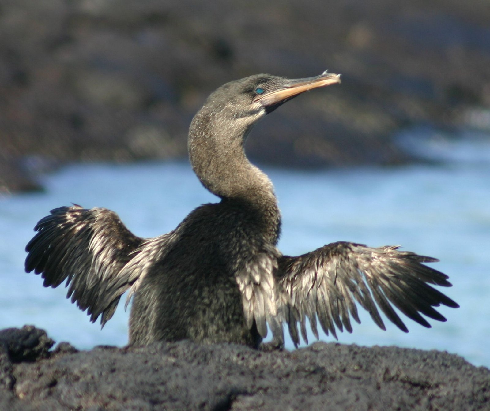Flightless Birds: Living Relics of the Past (image credits: wikimedia)