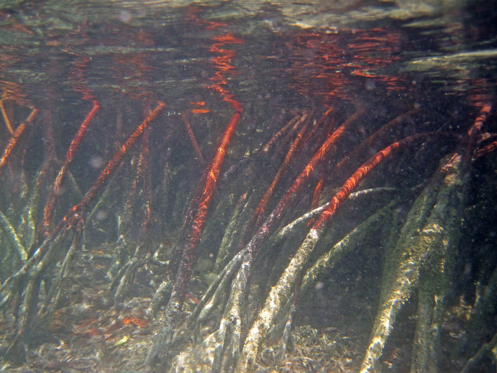 How Saltwater Affects Tree Roots (image credits: wikimedia)