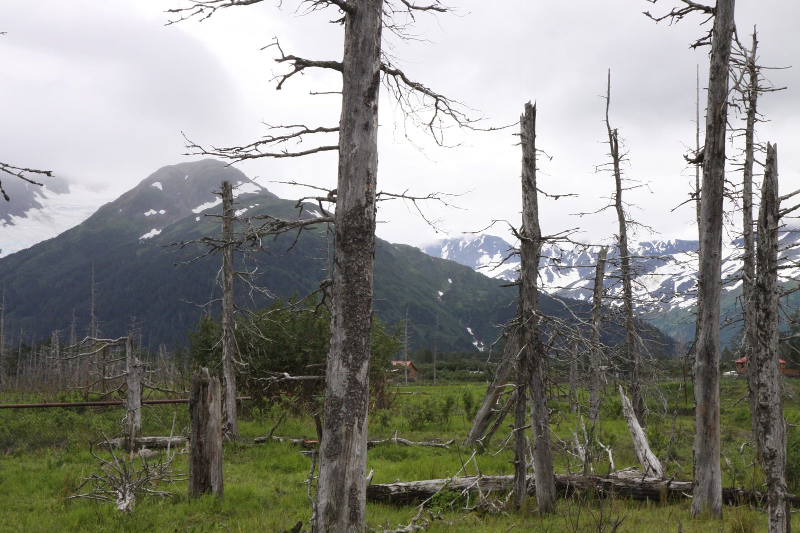 Real-World Examples of Ghost Forests (image credits: wikimedia)
