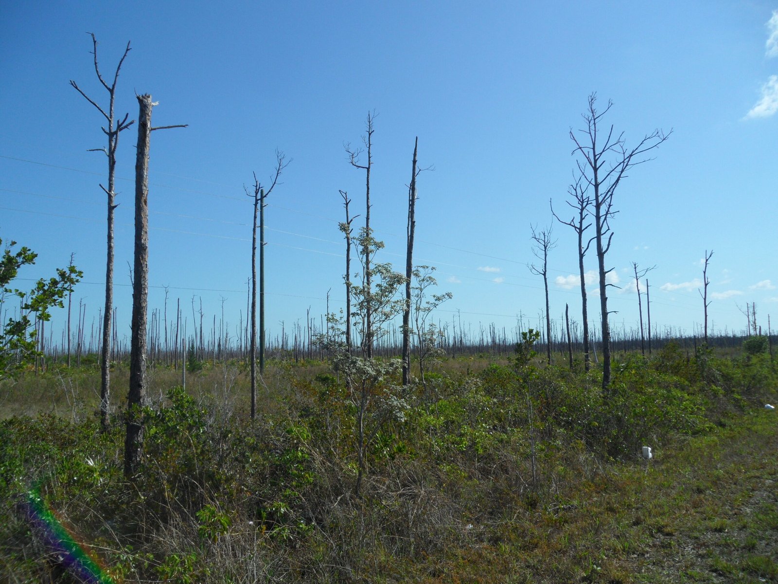 The Emotional Impact on Communities (image credits: wikimedia)