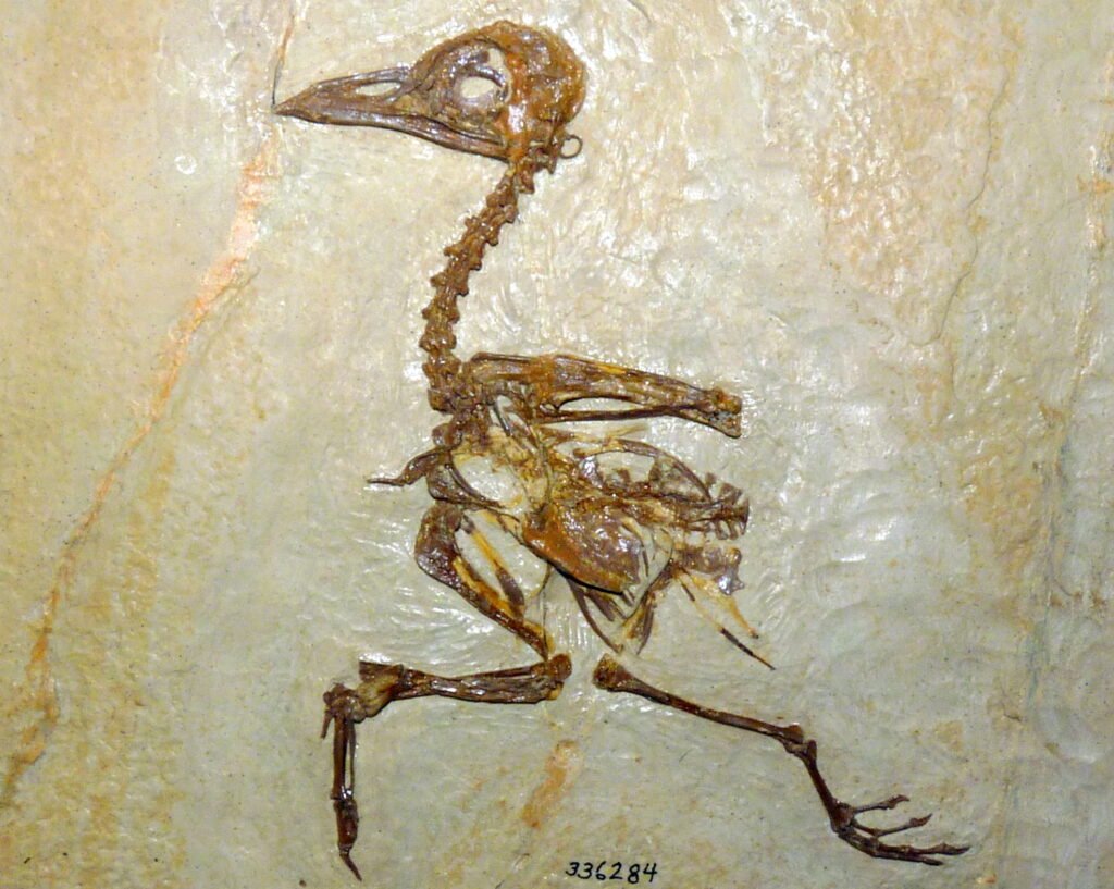 The Moa: A Giant of the Past