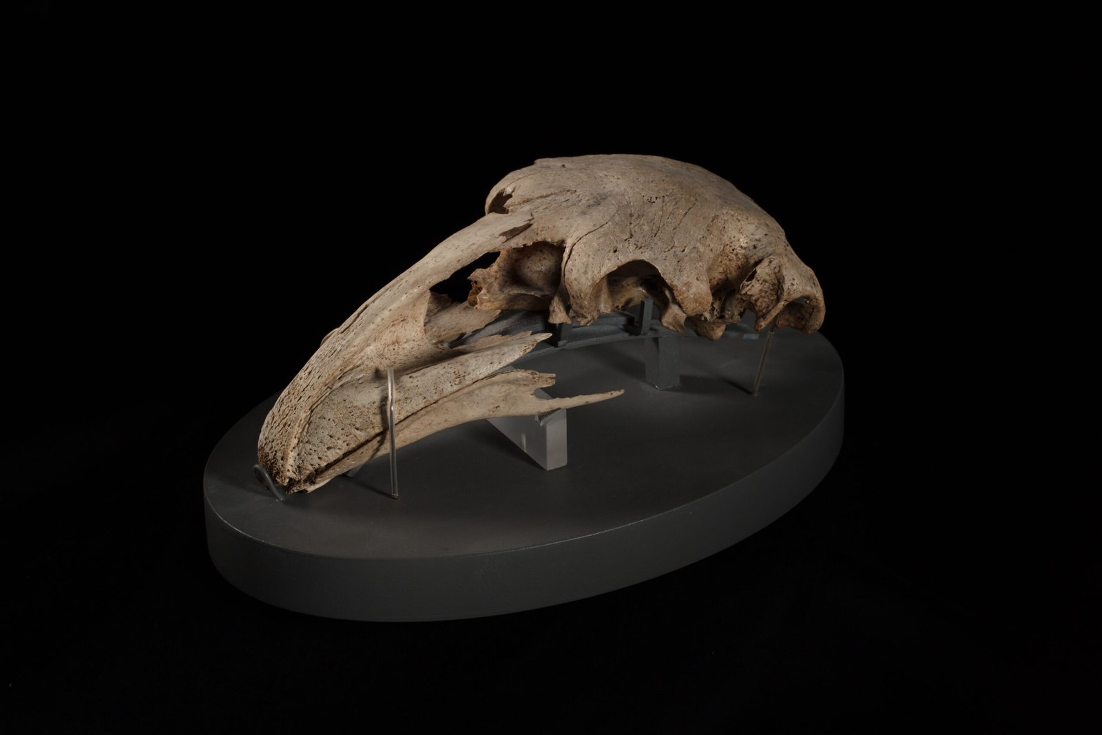 The Science Behind the Myth (image credits: wikimedia)