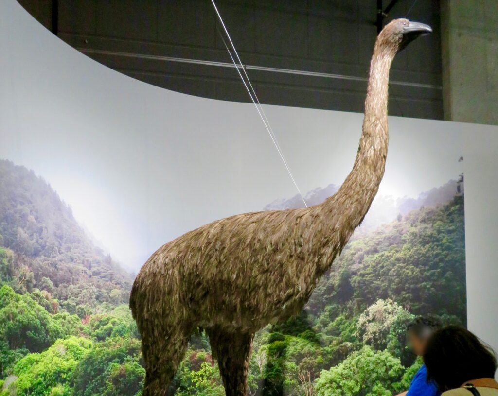 Conservation Lessons from the Moa's Extinction