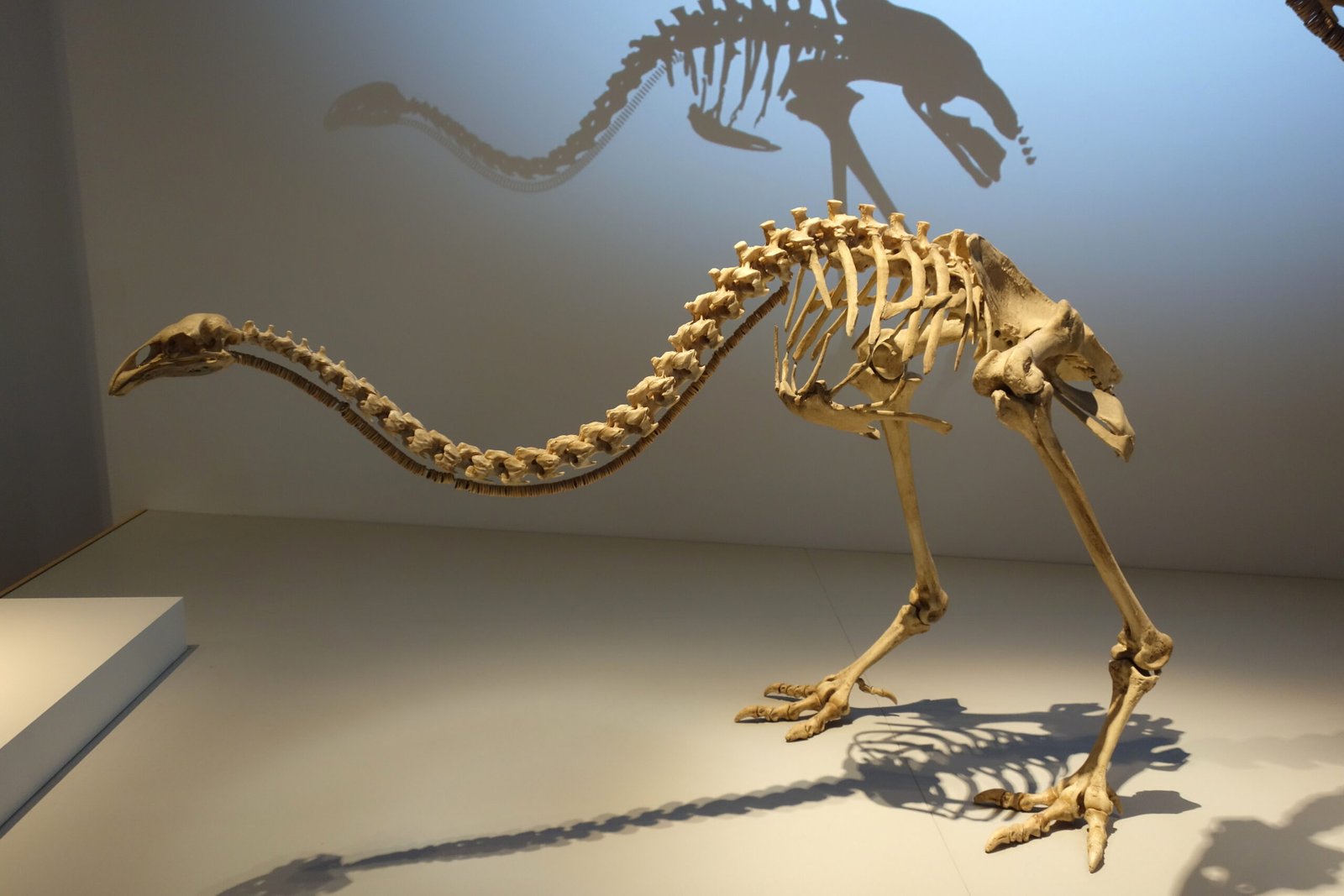 The Moa in Popular Culture (image credits: wikimedia)