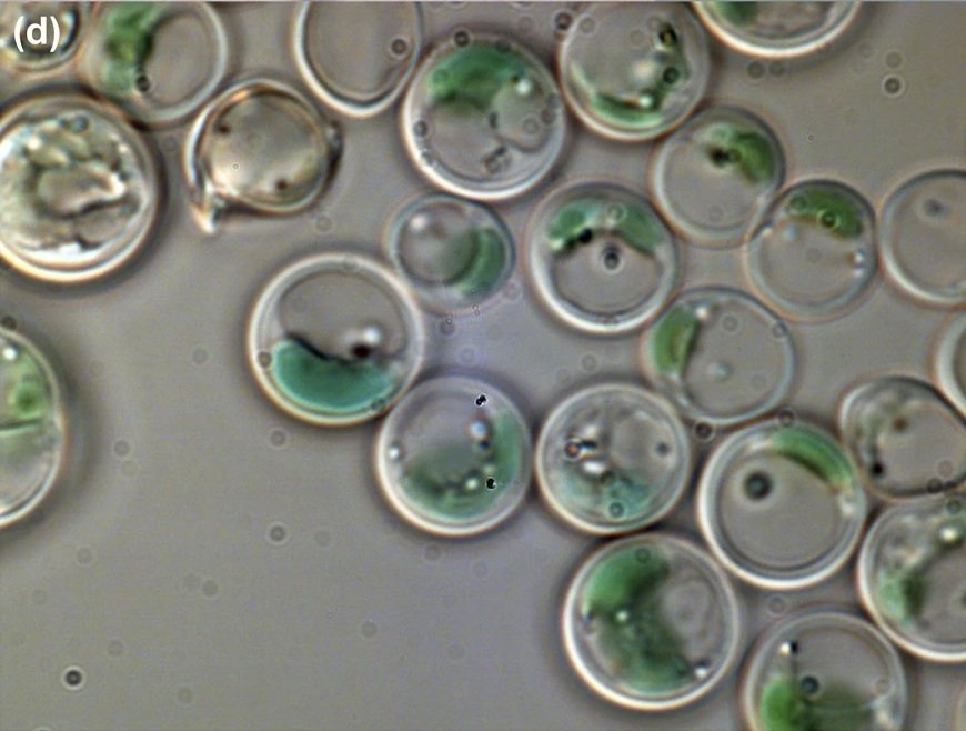 Evidence from Modern Extremophiles (image credits: wikimedia)