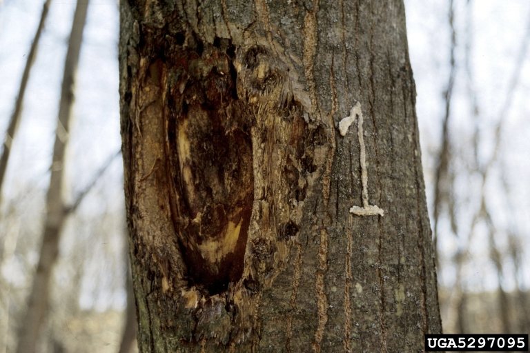 The American Chestnut Blight: Nature's Silent Assassin (image credits: wikimedia)