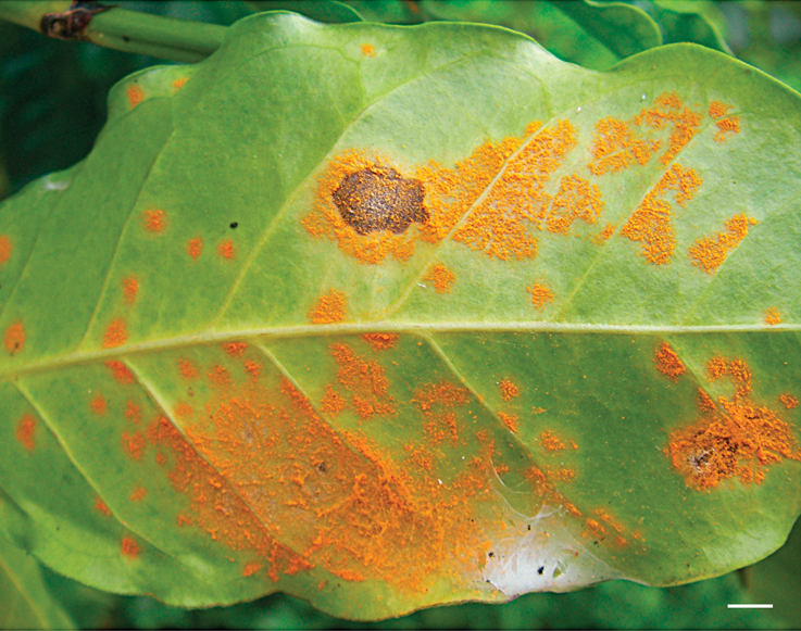 Coffee Rust: Brewing Trouble in the Tropics (image credits: wikimedia)