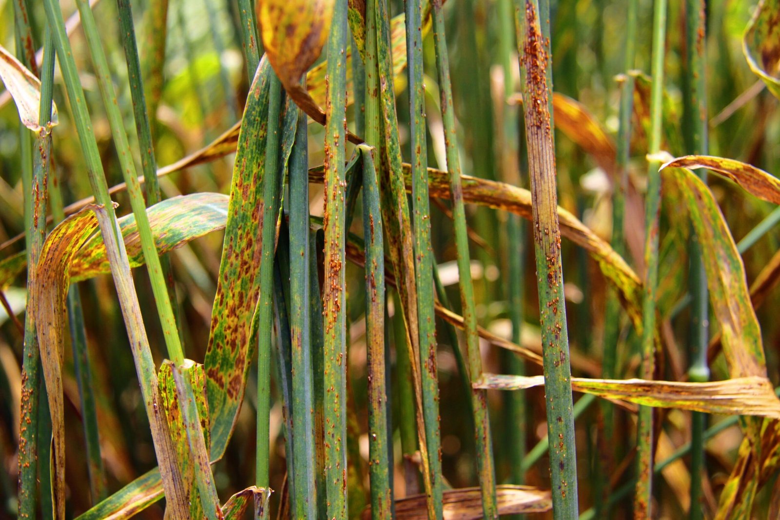 Wheat Rust: The Global Grain Menace (image credits: wikimedia)