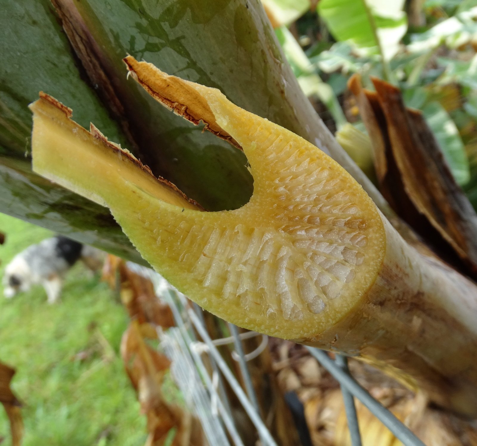 The Panama Disease: A Banana's Worst Nightmare (image credits: wikimedia)