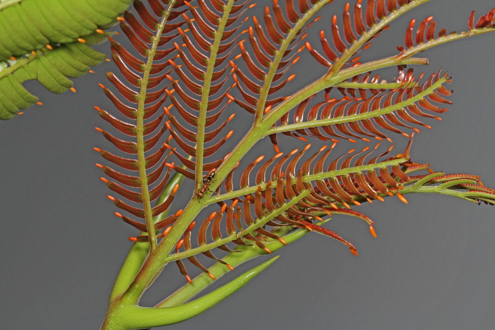 Case Study: The Bullhorn Acacia and Its Ant Army (image credits: wikimedia)
