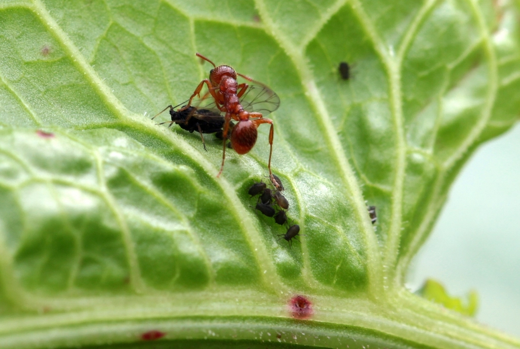 Ants as Gardeners: Pruning and Cleaning (image credits: rawpixel)
