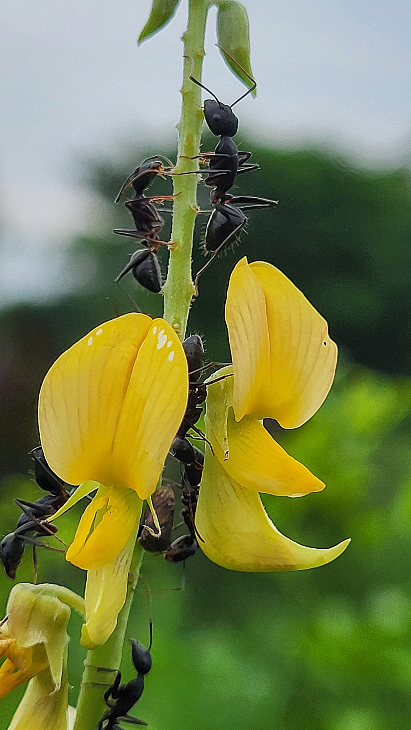 Mutual Benefits: A Symbiotic Relationship (image credits: wikimedia)