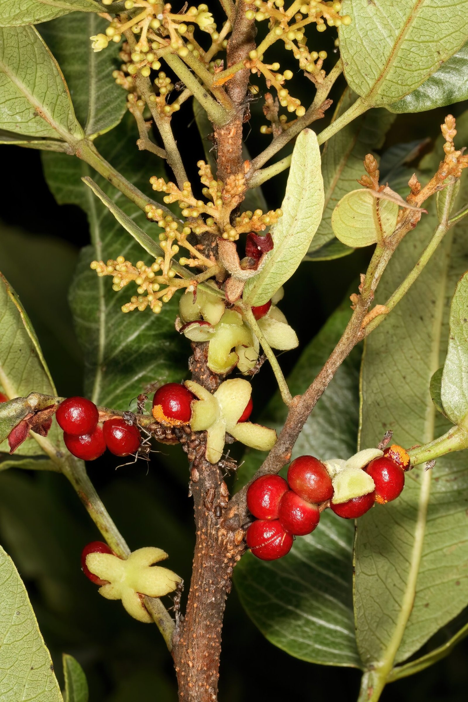 Evolutionary Insights: How These Partnerships Developed (image credits: wikimedia)