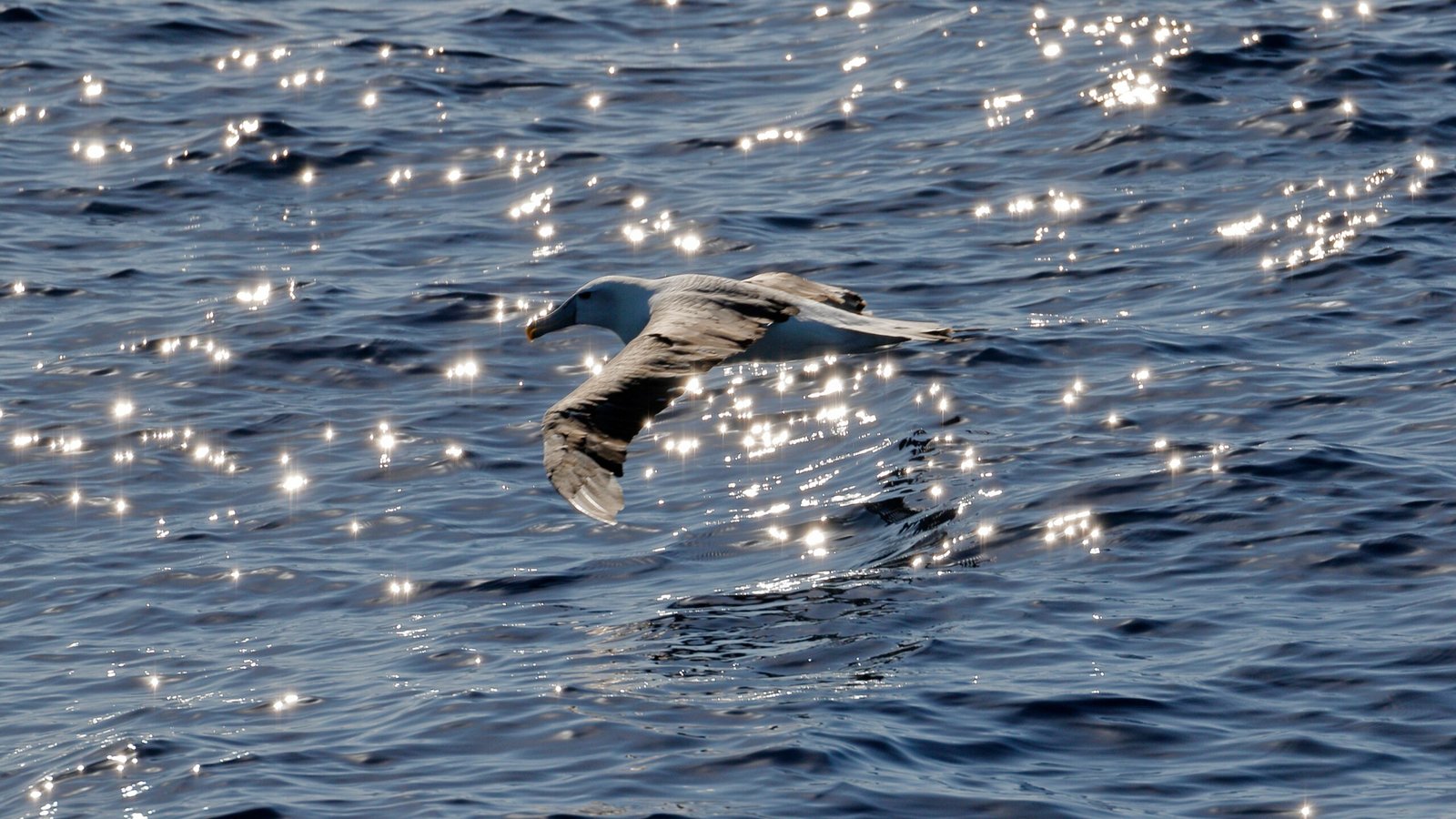 The Majestic Albatross: A Bird Like No Other (image credits: wikimedia)