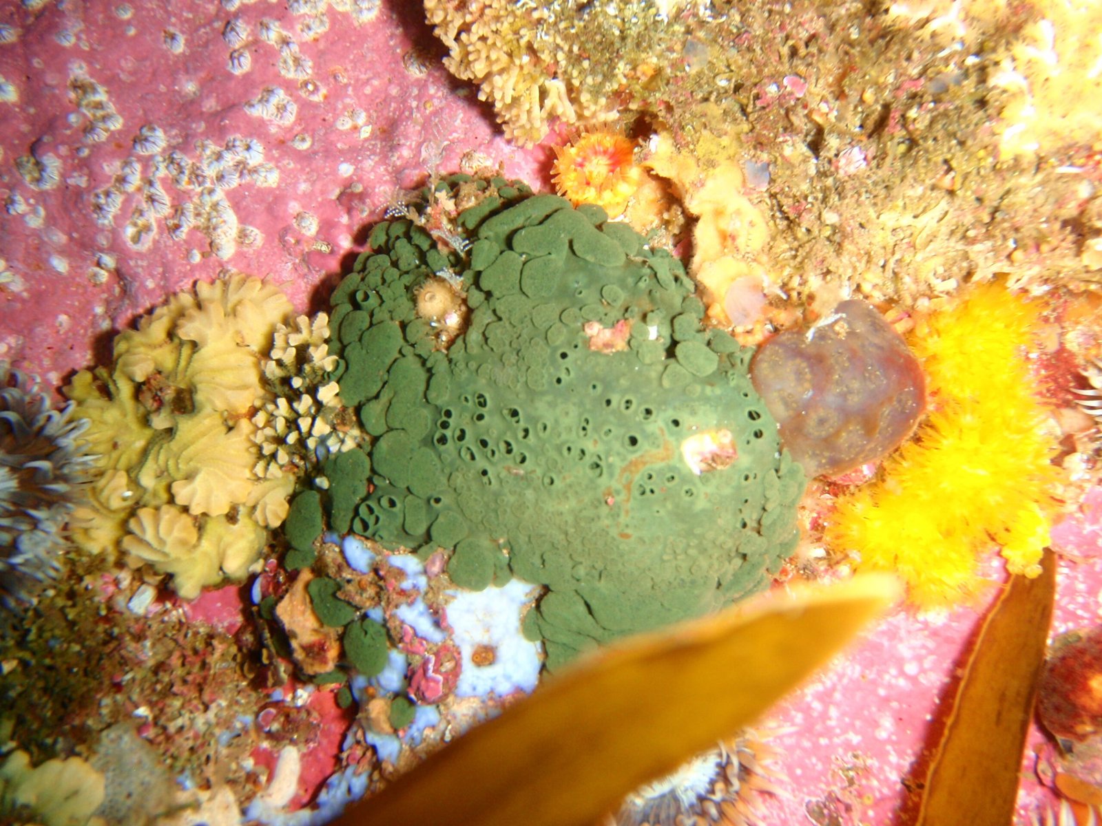 The Birth of Sponge Parks (image credits: wikimedia)