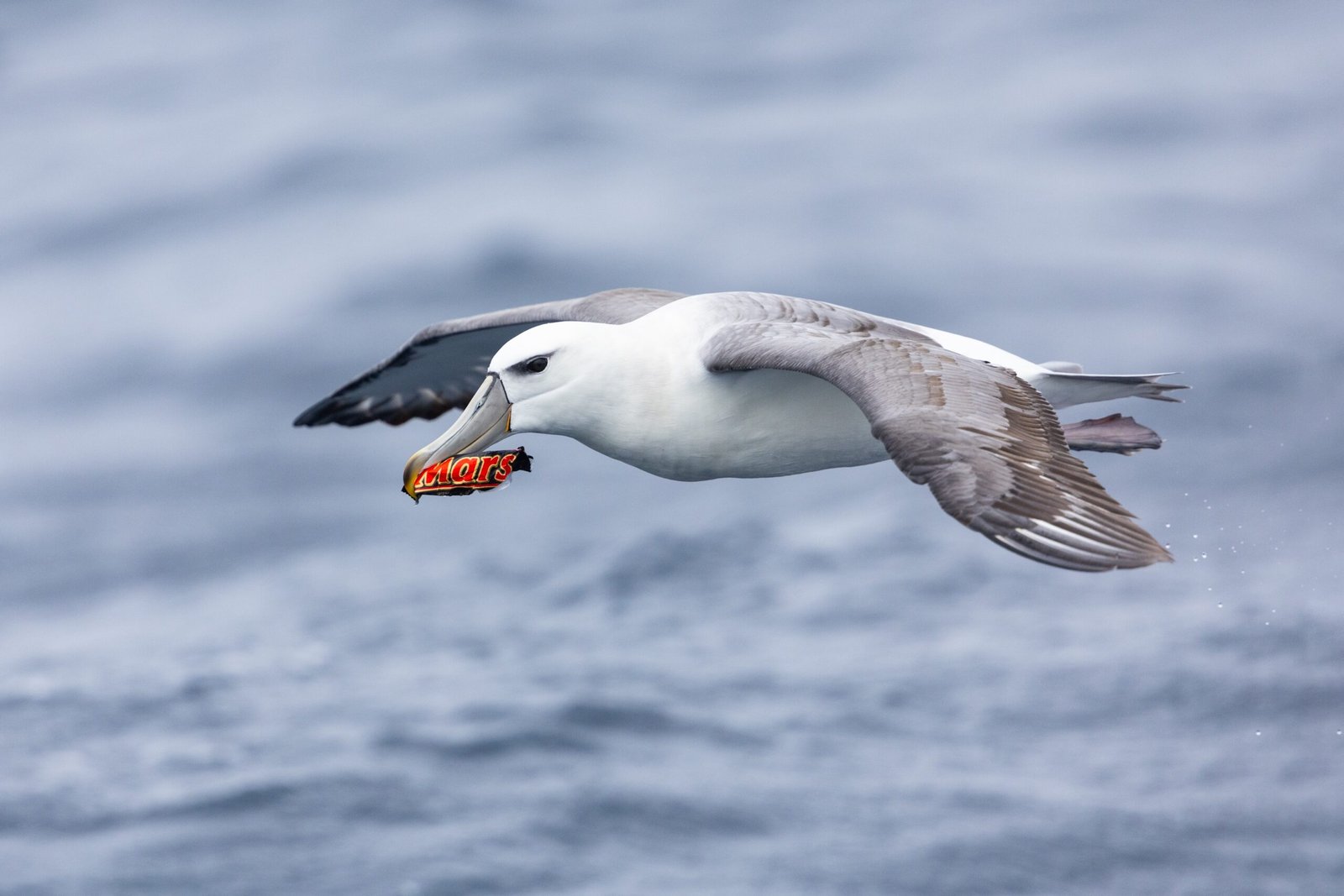 The Role of Wind Patterns in Albatross Flight (image credits: wikimedia)