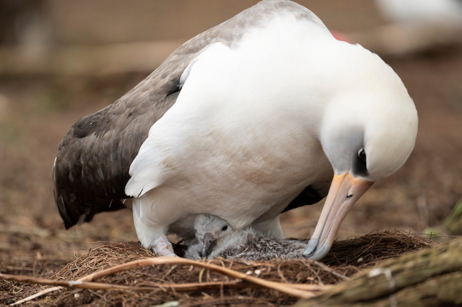 Conservation Efforts for Albatrosses (image credits: wikimedia)