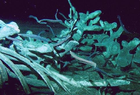 Life in the Depths: The Role of Hydrothermal Vents (image credits: wikimedia)