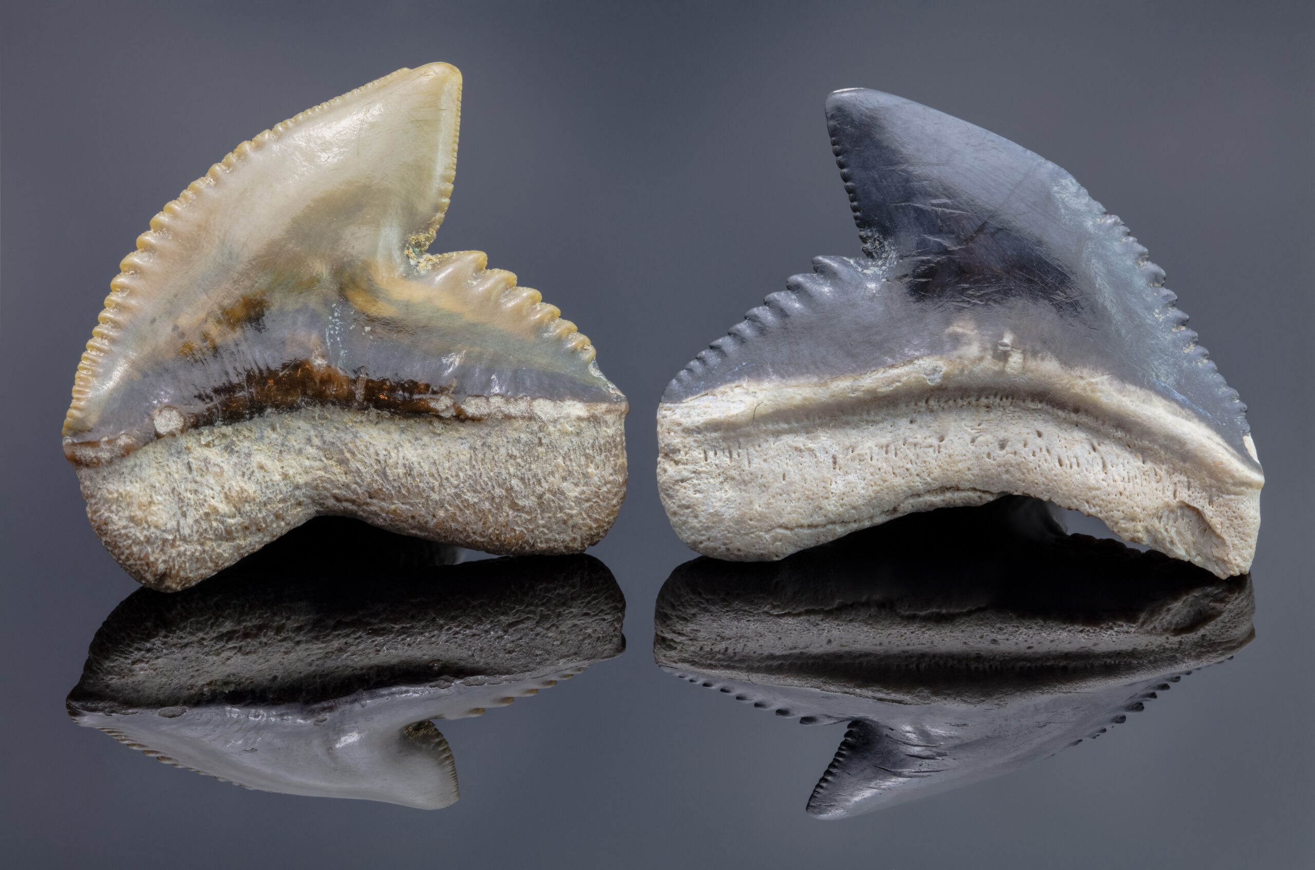 From Flesh to Fossil: A Slow Transformation (image credits: wikimedia)