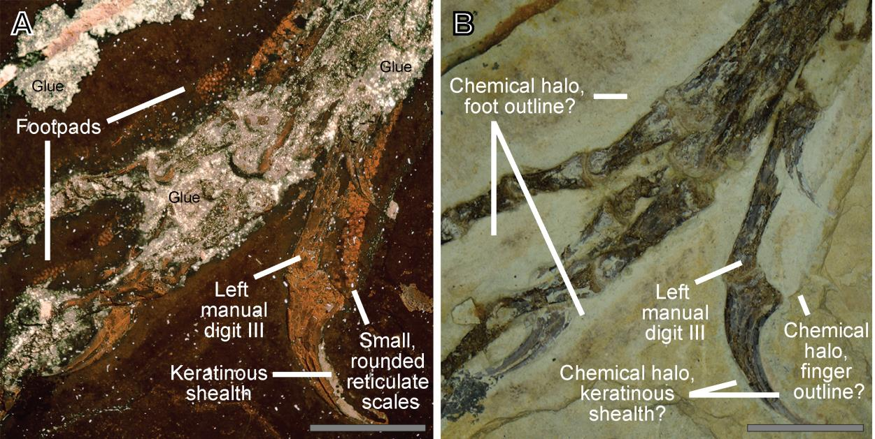 Exceptional Preservation: The Role of Anoxic Environments (image credits: wikimedia)