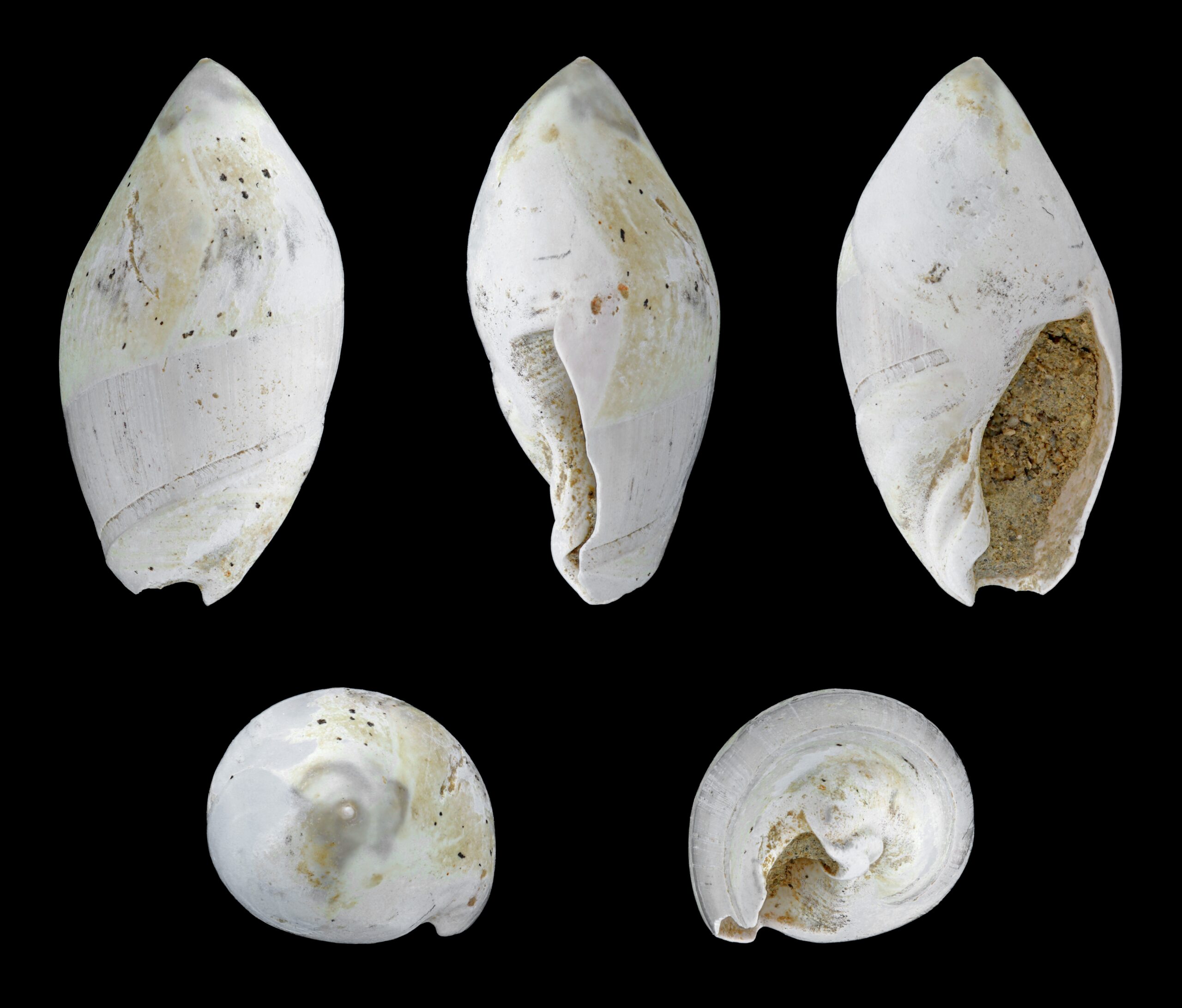 The Fossil Record: A Window into Earth's Past (image credits: wikimedia)