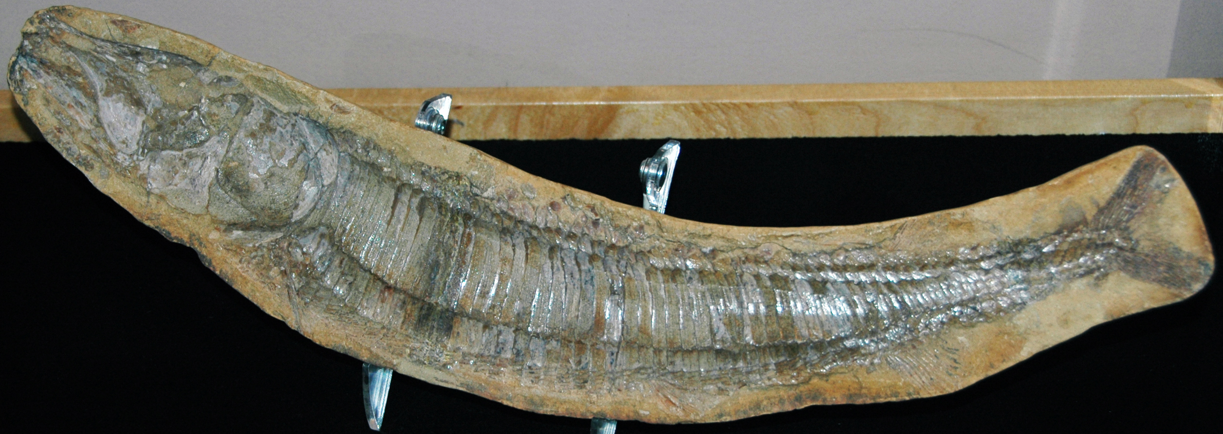 Challenges in Fossilization: The Role of Rapid Burial (image credits: wikimedia)