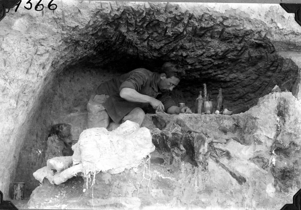 Unearthing the Past: The Work of Paleontologists (image credits: wikimedia)
