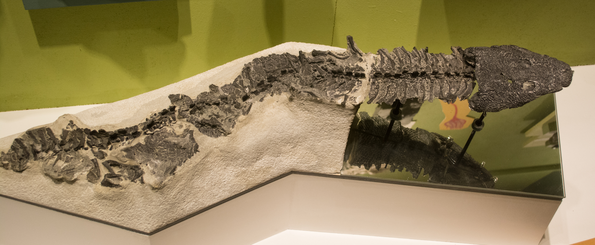 The Legacy of Fossils: A Reminder of Earth's Dynamic History (image credits: wikimedia)
