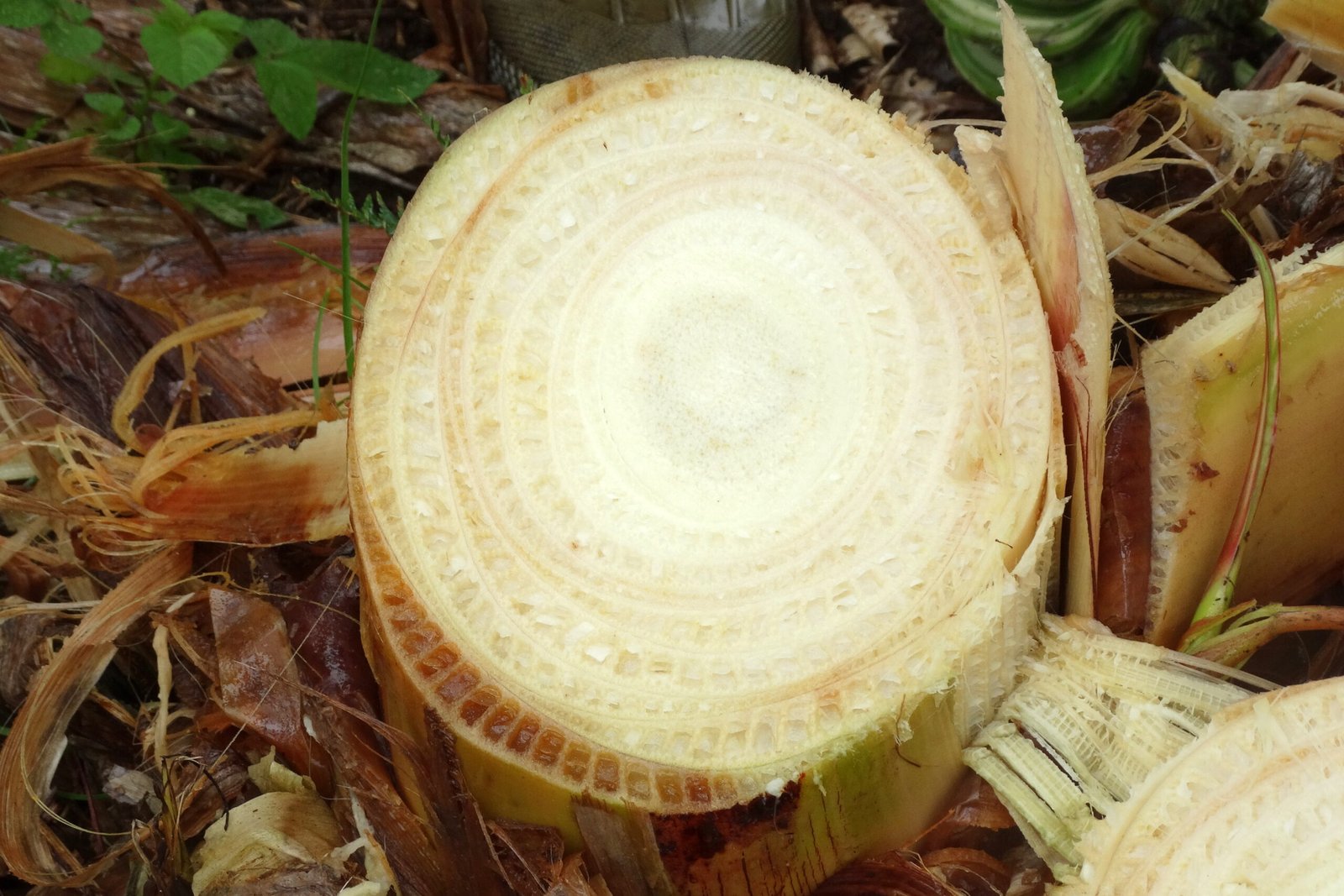 The Origins of Panama Disease (image credits: wikimedia)