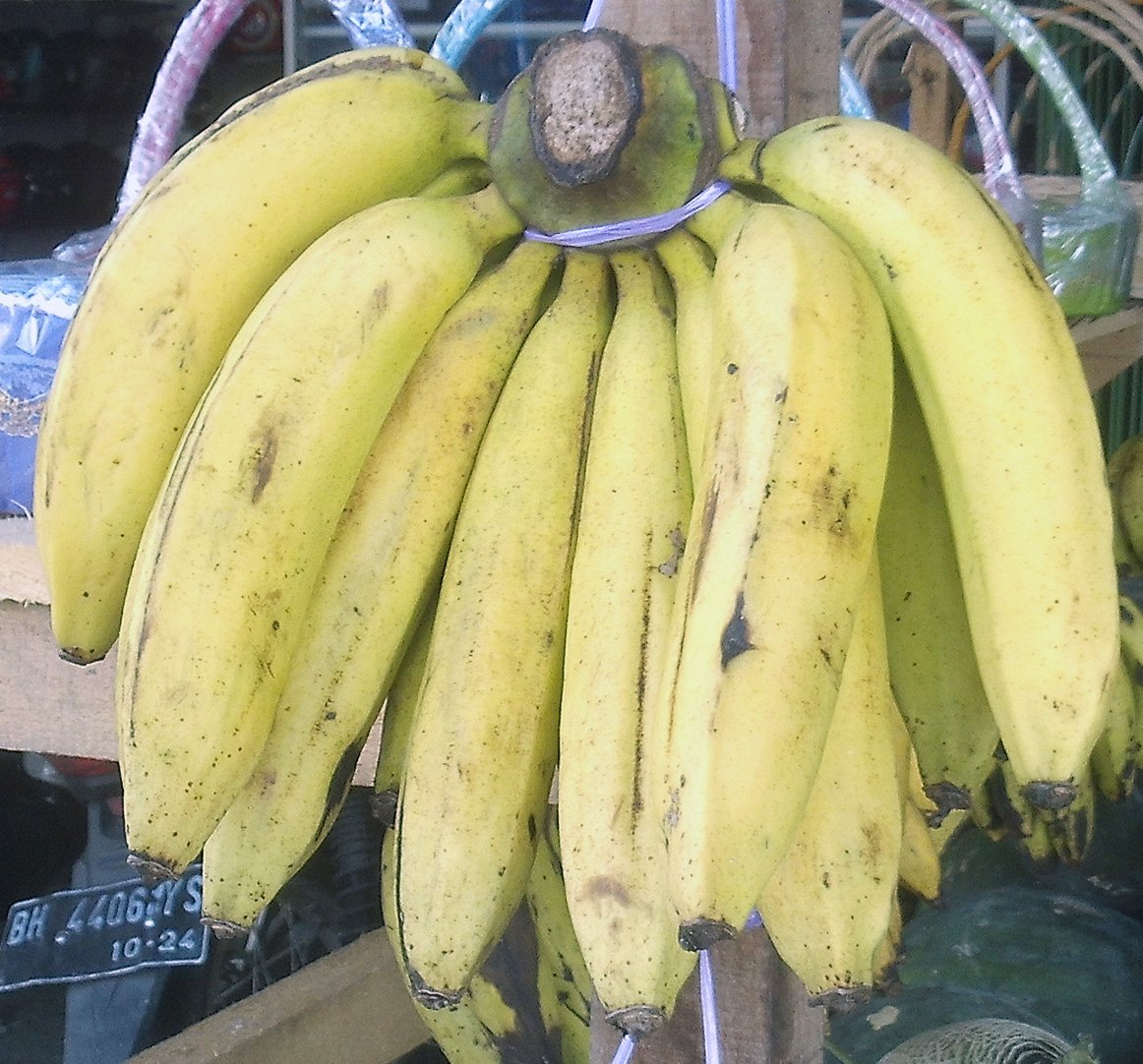The Impact on the Gros Michel Banana (image credits: wikimedia)