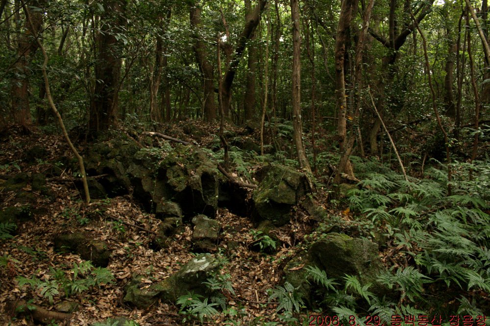 The Ecological Impact: A Fragile Balance (image credits: wikimedia)