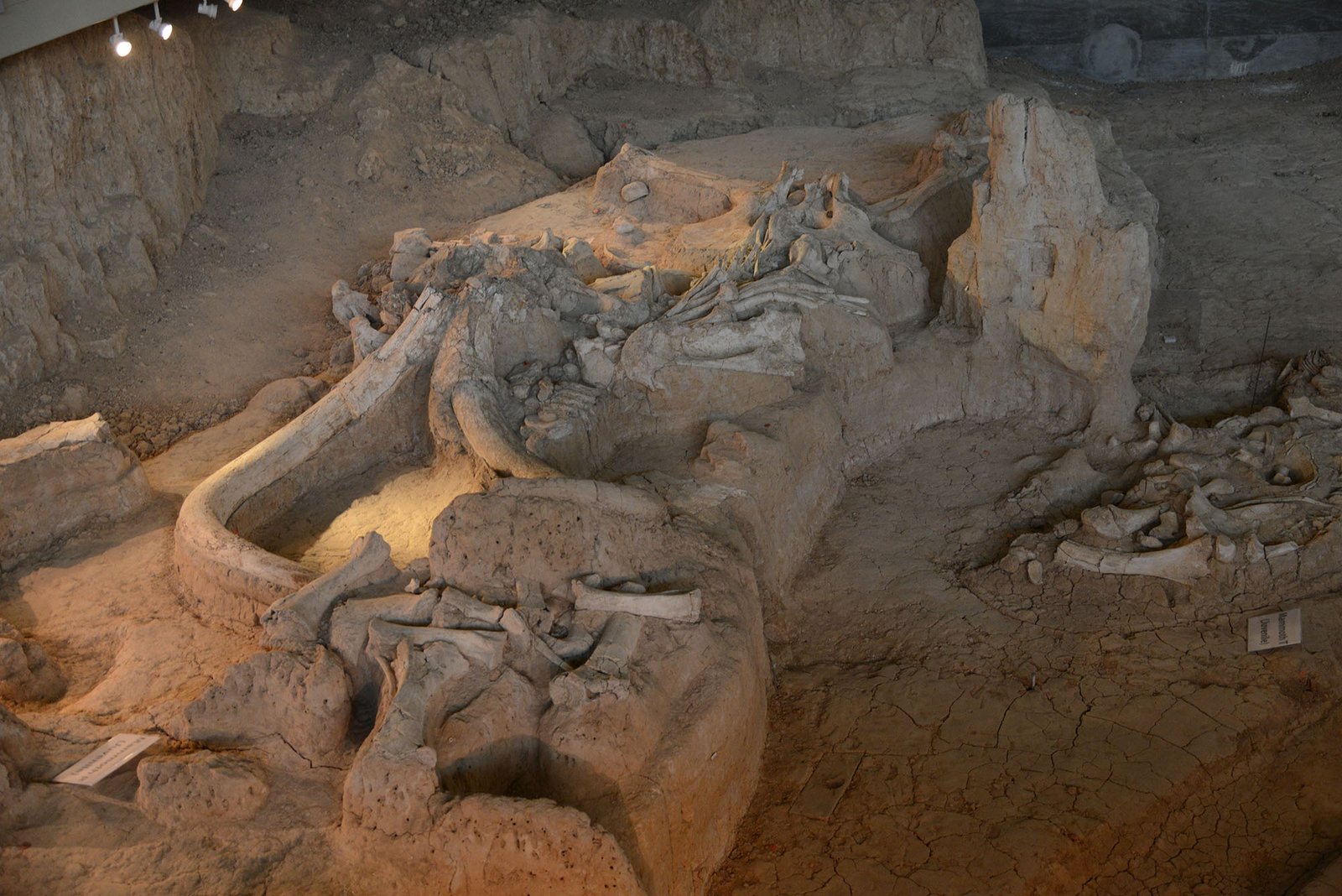 Decoding Mammoth DNA (image credits: wikimedia)