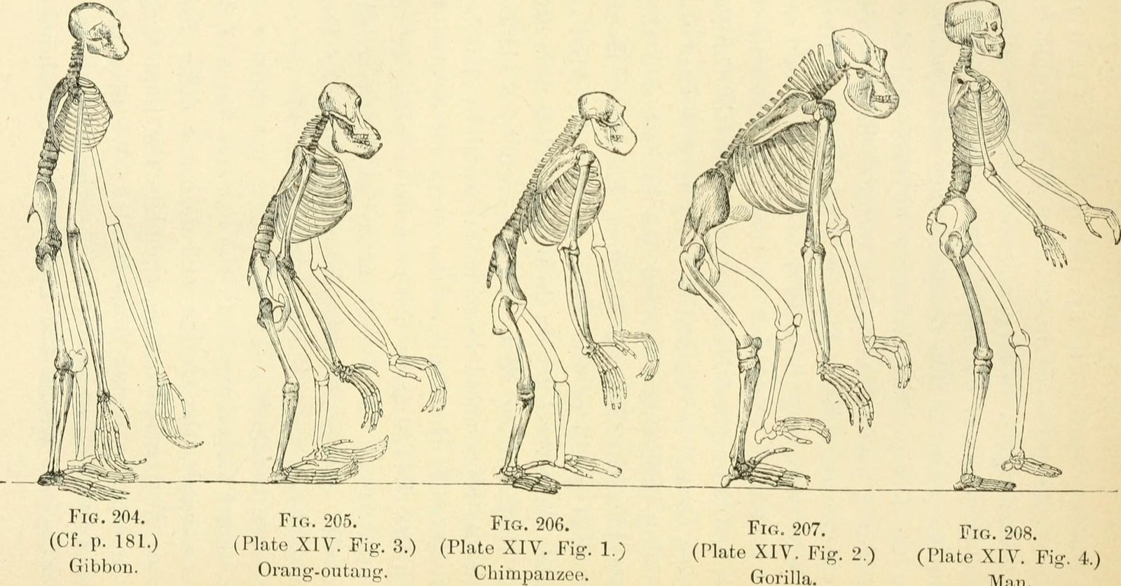 The Incomplete Puzzle of Evolution (image credits: wikimedia)