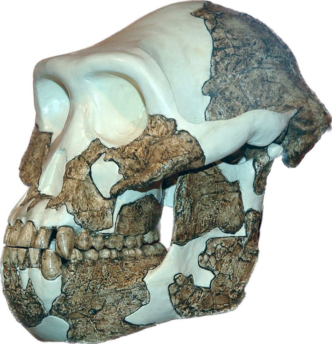 The Surprising Diversity of Early Humans (image credits: wikimedia)