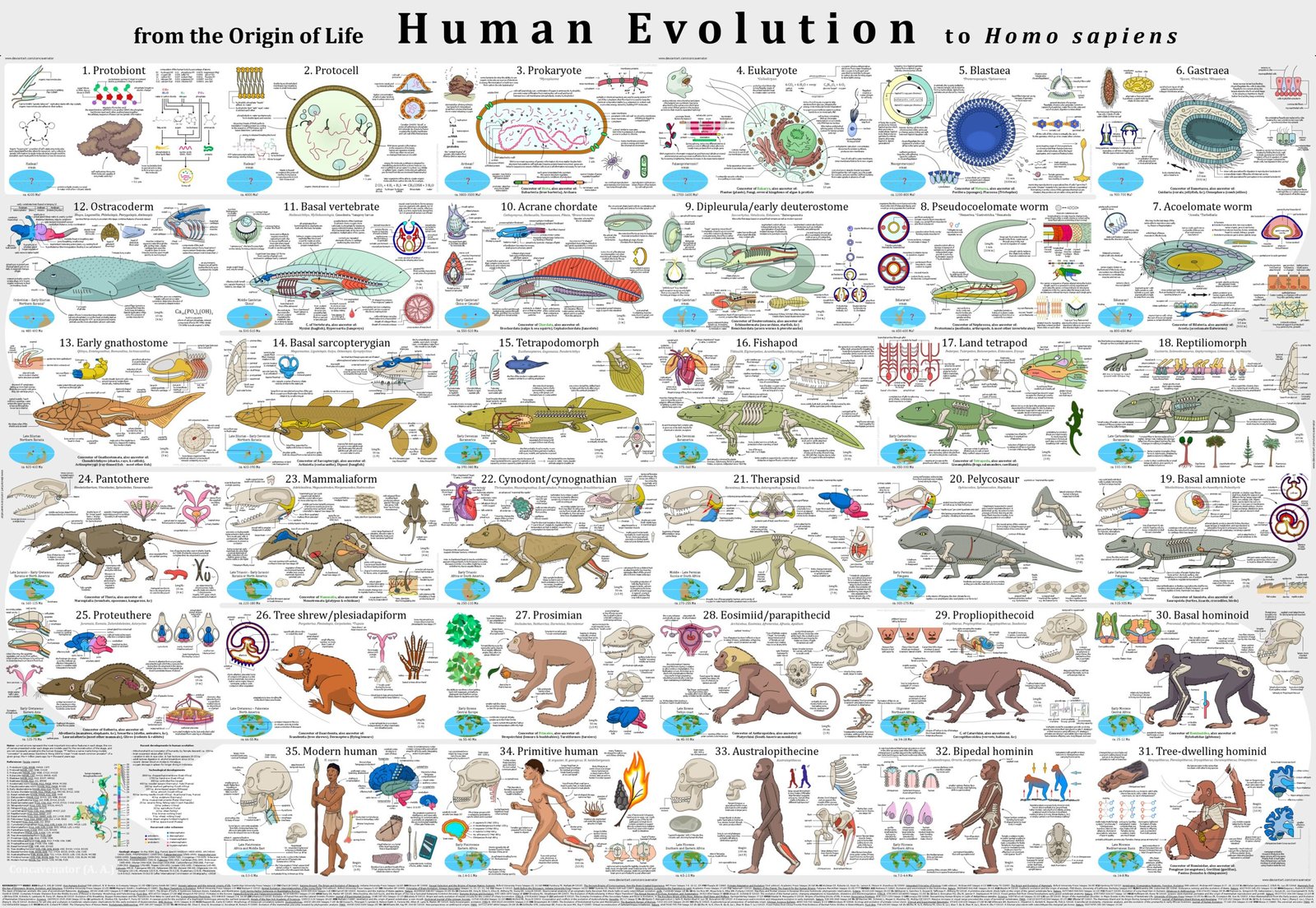 The Impact on Our Understanding of Humanity (image credits: wikimedia)