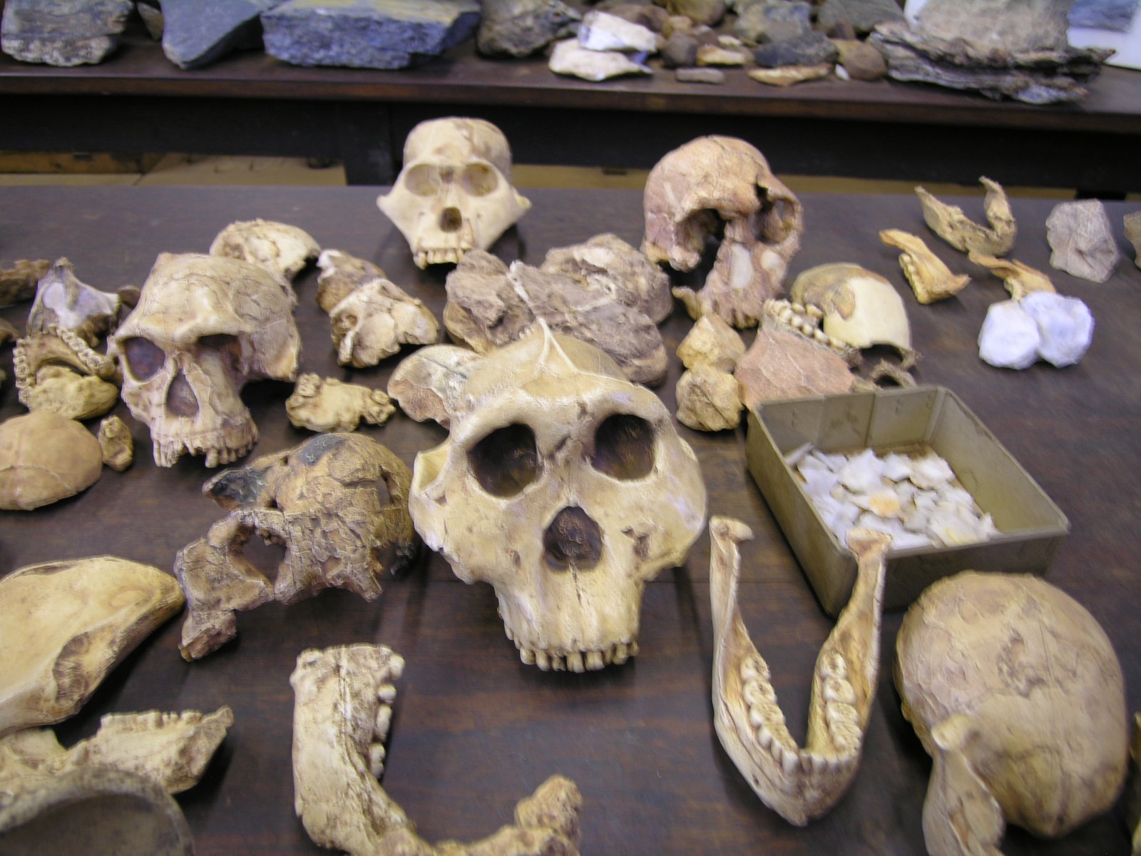 The Mystery of Our Evolving Family Tree: Why Do We Keep Finding New Human Ancestors?