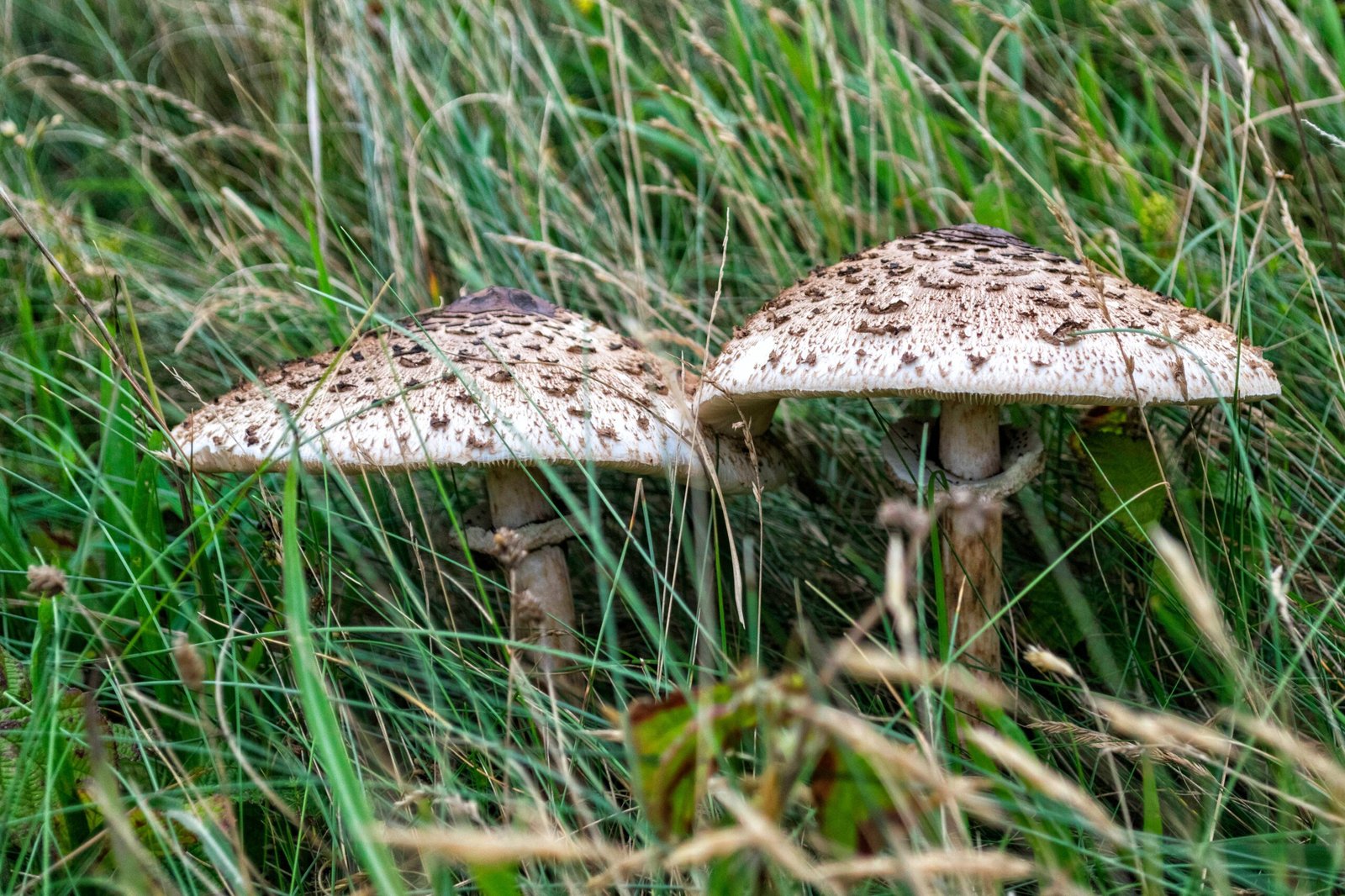 Fungi: Nature's Engineers and Protectors (image credits: wikimedia)